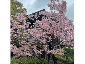 お花見